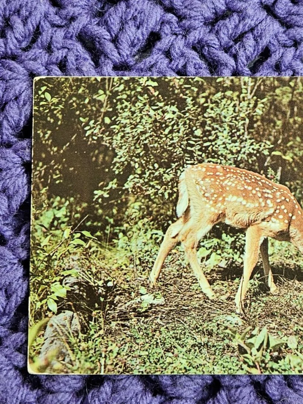 Nature's Darling Deer Postcard